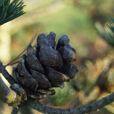 Pinus parviflora 'Green Monkey'